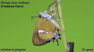 The eclosion event of a Common Onyx (Horaga onyx) butterfly - YouTube