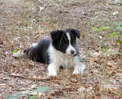 This Is My Baby When She Was A Baby Danika Kari From The Hansen S In Michigan River Run Border Collies Honden