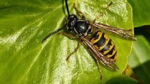 When most people think about wasps, they think they found that wasps cost the country nz$75 million each year and projected a total cost of nz$772 million an evaluation of the costs of pest wasps (vespula species) in new zealand. Wasps Animal Pests