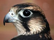 Small Bird With Large Beak Head Of A Black And White Bird With A Large Dark Eye Its Hooked Beak Is Gray With A Black Tip And Its Round Nostril Has A S Peregrine Falcon Animals Peregrine