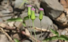 Image result for Emilia violacea