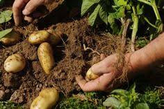 Es ist welk und teilweise schon abgestorben. 63 All About Kartoffeln Ideen Kartoffeln Pflanzen Pflanzen Kartoffeln Anbauen