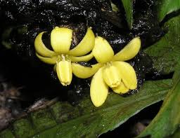 Image result for Curculigo latifolia