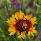 WaterWise Landscape Field Day