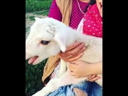 Miranin Kuzusu Minik Kuzu Hayvan Sevgisi Animal Little Lamb Cute Fyoutube Animals Cute