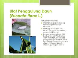 Dapat atau tidak ya ulat hi aku ulat yang sering di daun palem, aku pemakan daun loh, bila penasaran seperti apa bentuk. Pengendalian Opt Terpadu Pada Tanaman Pisang Ppt Download