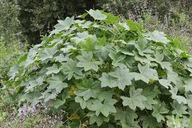 Image result for Harveya huillensis