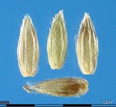 Image result for Axonopus