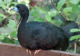 Black Bird With Orange Belly Michigan Wattled Guan Birds Animals Passerine