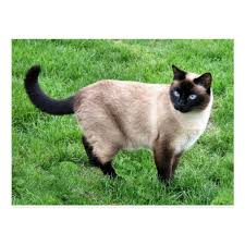Siamese Cat Pet Purr Meow Kitty Destiny Art Postcard Zazzle Com In 2020 Siamese Cats Blue Point Siamese Cats Pets Cats