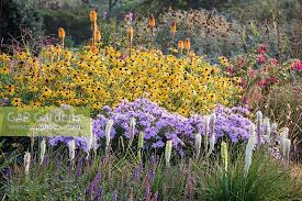 Image result for Amellus