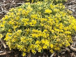 Check spelling or type a new query. Ground Cover Plants For Shade Or Sun Garden Design