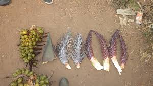 Image result for Raphia sese