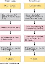 muscle contraction anatomy physiology human anatomy