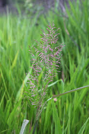 Image result for Aristida stipitata