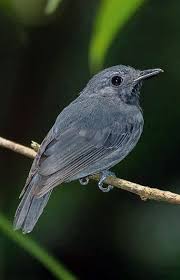 pin on aves