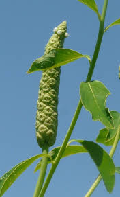 Image result for Sphenocleaceae