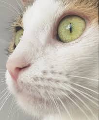 Yuva Ariyoruz Edirne Tekir Kedi Sahiplendirme