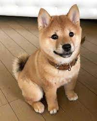 Baby shiba inu are born with just a short mane, and they grow hair rapidly on their chins. Shiba Inu Puppies Are Cute Cute Puppies Baby Animals Pictures Shiba Puppy