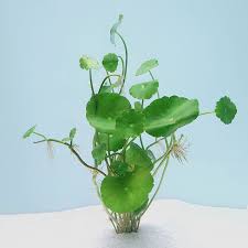 Image result for Hydrocotyle verticillata