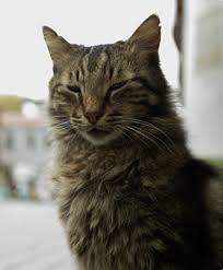 Kedi