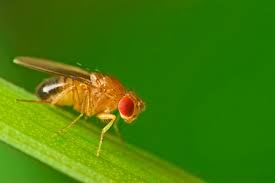 Use a spray or scatter fly bait to eliminate infestations on or around your patio. How To Get Rid Of Flies Rentokil Australia Pest Control