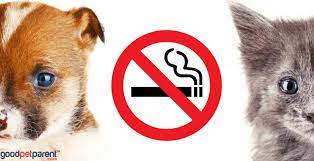 Most common symptoms anemia / bleeding / fever / lethargy / vomiting / weakness. Second Hand Smoke And Pets Good Pet Parent