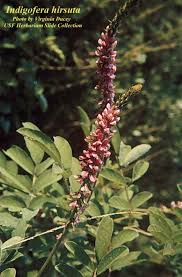 Image result for Indigofera astragalina