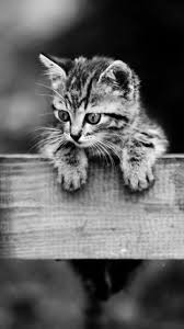 Pin By Carlos Valentim Rossi On Kedi Cik In 2020 Cute Cats And Kittens Cute Baby Animals Cute Animals