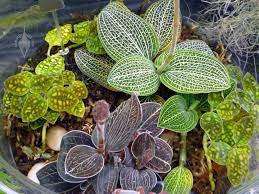 Jewel Orchid Unique Plant With Easy Care Morflora Jewel Orchid Unique Plants Orchids