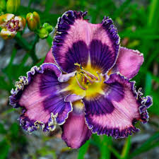 Daylily VIOLETS ARE BLUE, "hemerocallis", perennial, hardy, Vivaces  Nordiques,