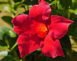 Mandevilla Plant Care Tips For Growing And Training Mandevilla Vine