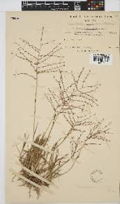 Image result for Trichoneura grandiglumis