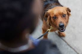 Donate supplies your local shelter or rescue group probably has a wish list of supplies and equipment it needs to save pets' lives and. Helping Homeless Pet Owners Keep Their Pets Petfinder