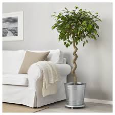 Ficus Benjamina Potplant Ficus Benjamin Groen Blad Diverse Soorten Ikea Potplanten Kamerplant Decor Ficus