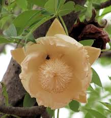 Image result for Adansonia digitata