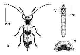 Image result for Rytigynia sp. M