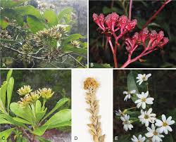 Image result for Blepharispermum pubescens