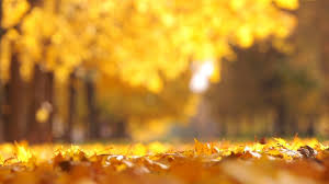 0 ratings0% found this document useful (0 votes). Jewish Calendar Solar And Lunar My Jewish Learning