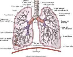 Maybe you would like to learn more about one of these? Lung System Diagram Shefalitayal