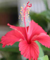 It blooms with flowers that are deep, velvety red, and extremely ruffled. Simple Hibiscus Clay Mask The Botox Plant