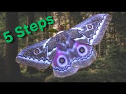 Image result for Geigeria schinzii