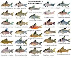 Click This Image To Show The Full Size Version Saltwater