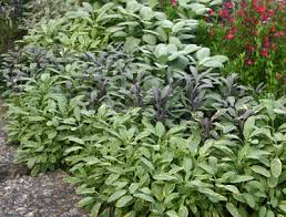 Click through to find out about sage plant care and learn how to harvest sage for recipes. Sage Salvia Officinalis Wisconsin Horticulture