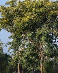 Image result for Tipuana