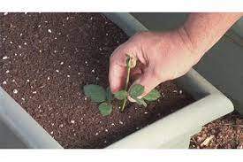 Pin On Garden