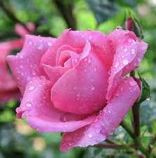 We did not find results for: Arti Bunga Mawar Pink Steemkr
