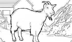 Dan anda bisa memilih gambar lainnya, silahkan di lihat di gallery for gambar kambing untuk mewarnai dibawah. Contoh Gambar Mewarnai Gambar Kambing Kataucap