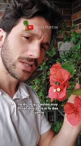 🌷 ¿Las Buganvillas aguantan heladas? 🥶