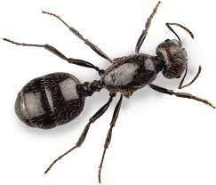 Ehrlich pest control provides residents of harrisburg, pa with localized pest control solutions. Insect And Pest Control